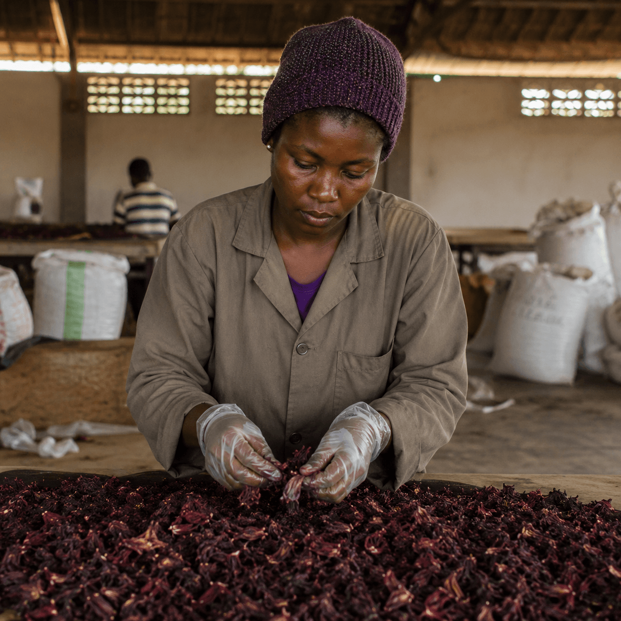 Agricultural quality control specialist inspecting Nigerian export commodities under natural sunlight