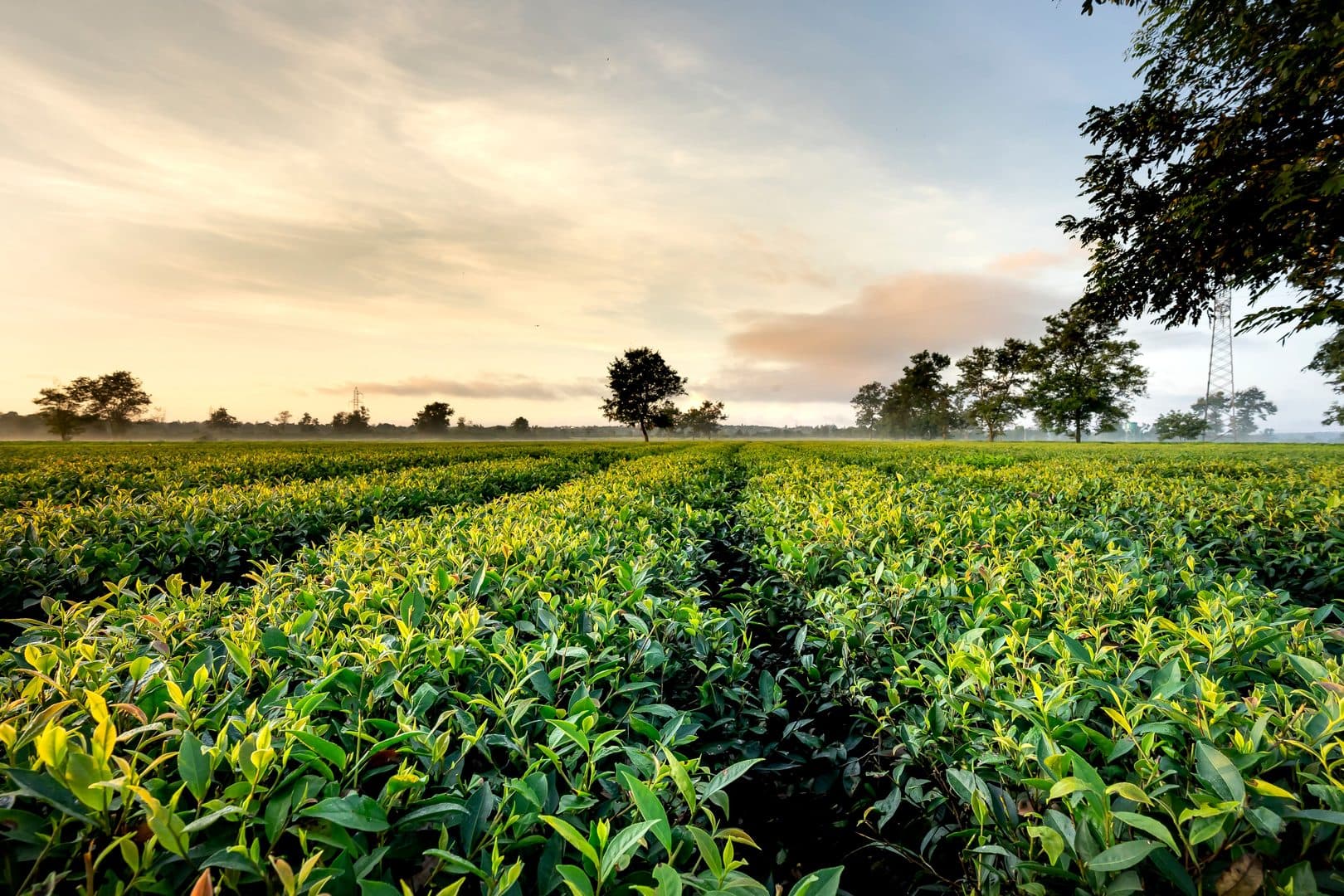 Nigerian agricultural trade commodities packaged for global export under morning light