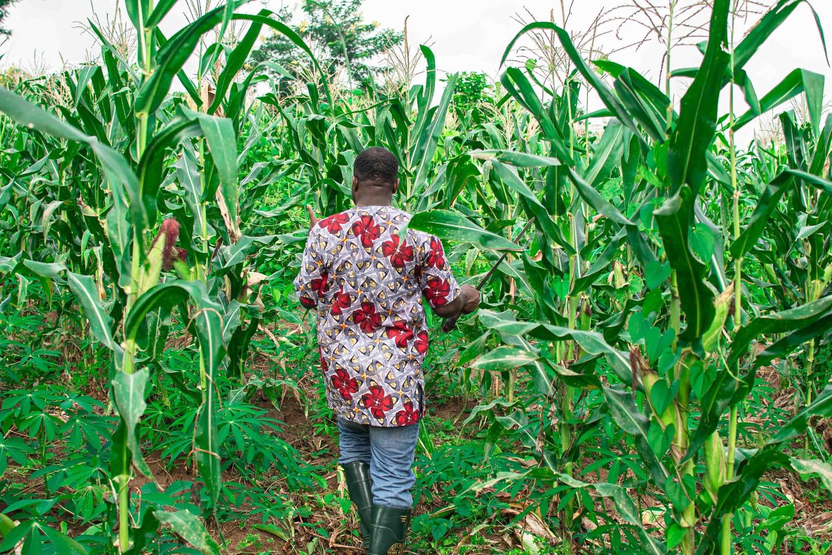 Lush green Nigerian farmland with local agricultural producer inspecting healthy crops under natural morning light